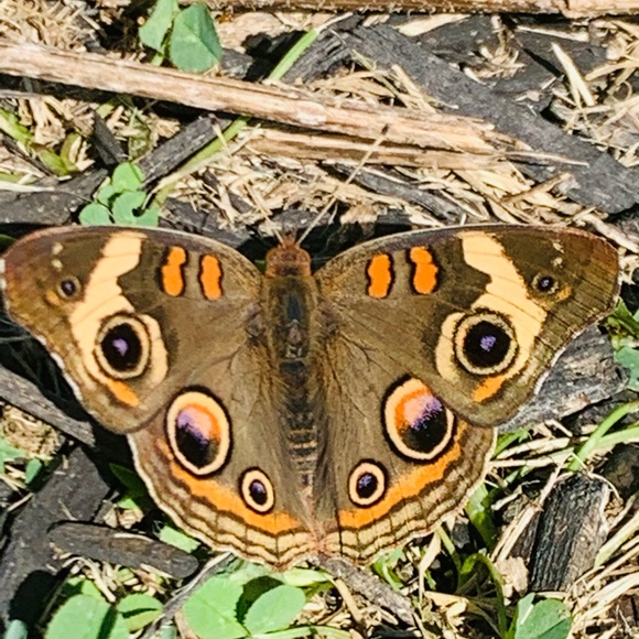 Meet your Posher, Terri lynn - Picture 6 of 16